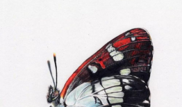 美术视频,跟随美术视频领略艺术魅力